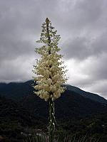 FLORE (3).JPG